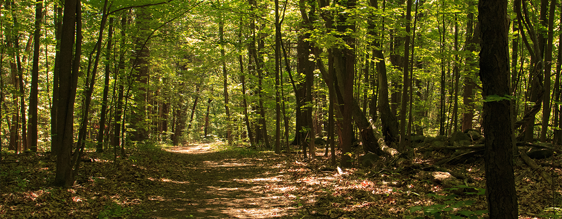 lincoln woods wildlife sanctuary